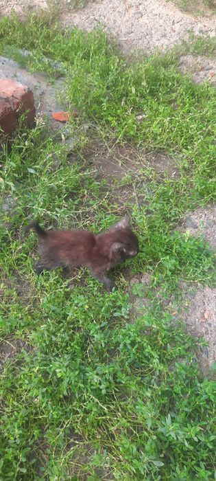 Отдам маленького котёнка