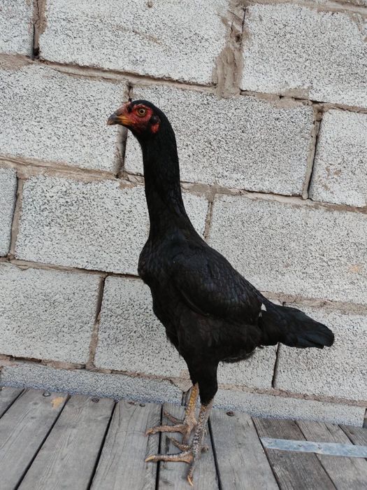 Даканка китай даканиха