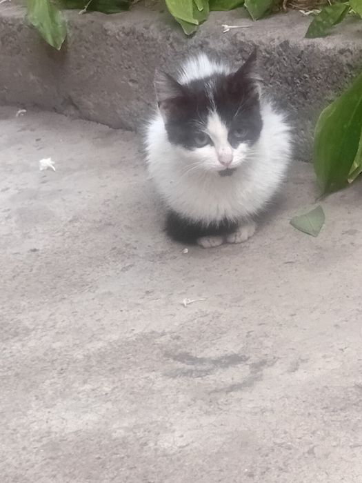 Продам котёнка Продам