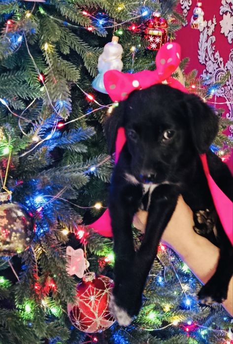 Щенки в добрые руки! (1 остался)