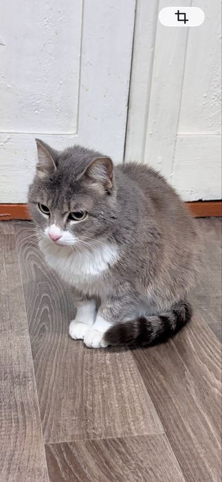 Отдадим молодую кошку