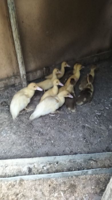 Продам утят Шипунов