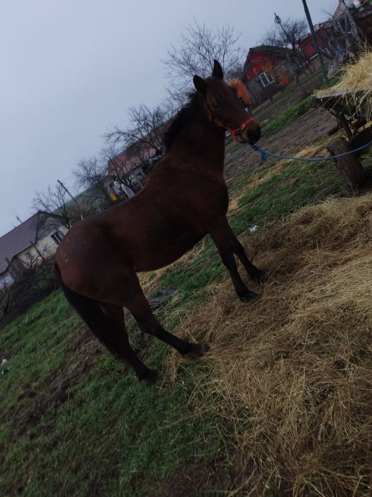 Iapa de vanzare se probeaza