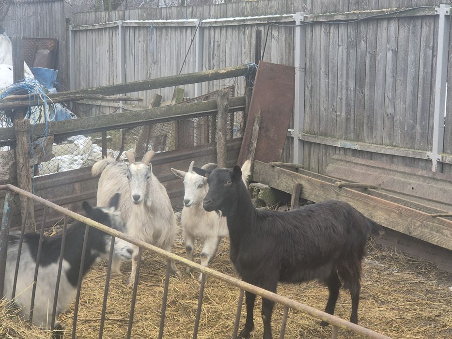 Vand      capre gestante