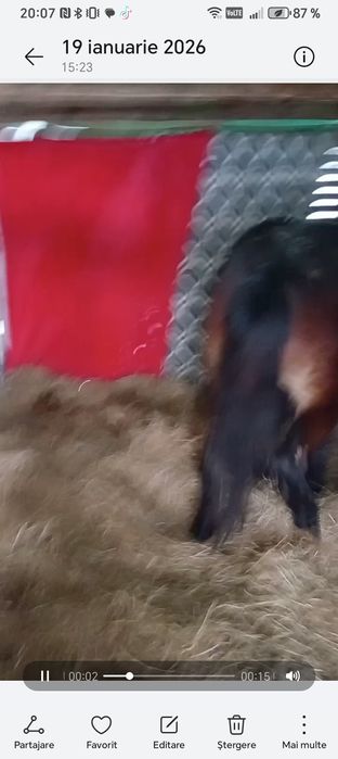 Am un cârlan armăsar frumos semigreu