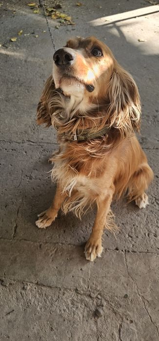 Собака мальчик 2 года