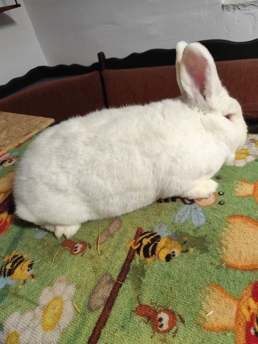 Femelă neozeelandez alb