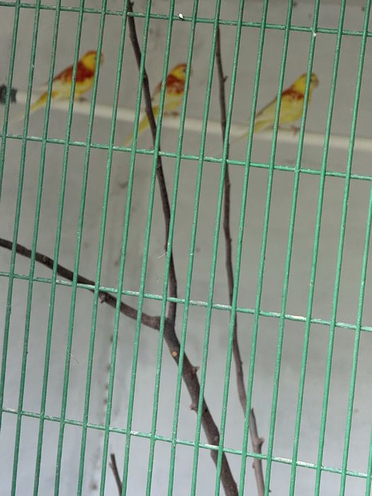 Птицы и жывотные