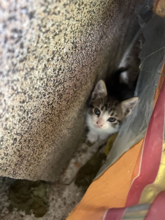 Безплатни котенца