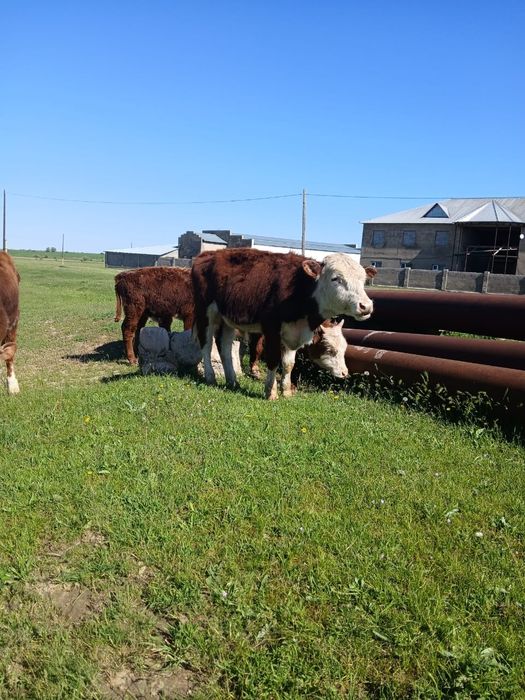 Ақ бастар бар сатылымда