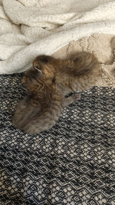 Отдам веслоухих котят