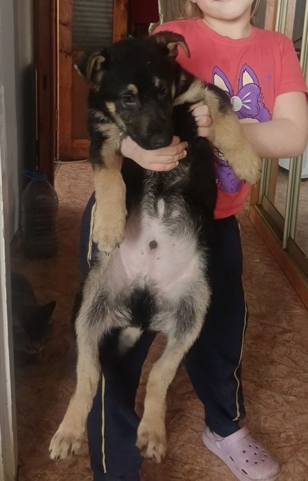 Продам щенка Вео