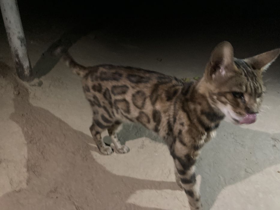 bengal mushugi kotta. бенгалскый кошка