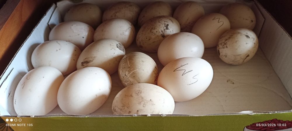 Oua de gaini de rasa, rate ciocolatii, negru sălbatic și ouă de gâscă