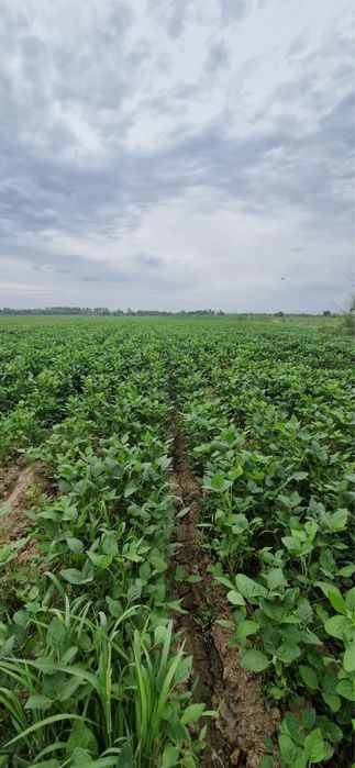 Соя сорт «ЖАНСАЯ»