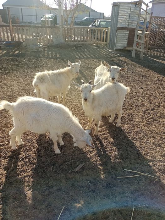 Туша 50мың лақ 30мың