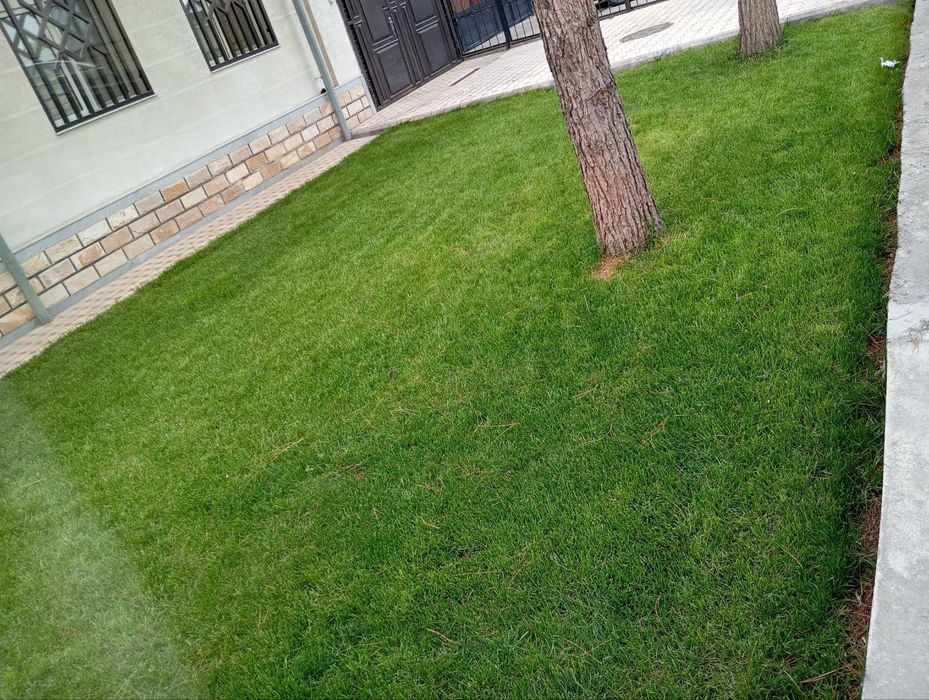 Газон посевной газон рулонный