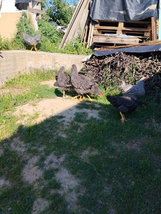 Amroks va pilamutra sotiladi