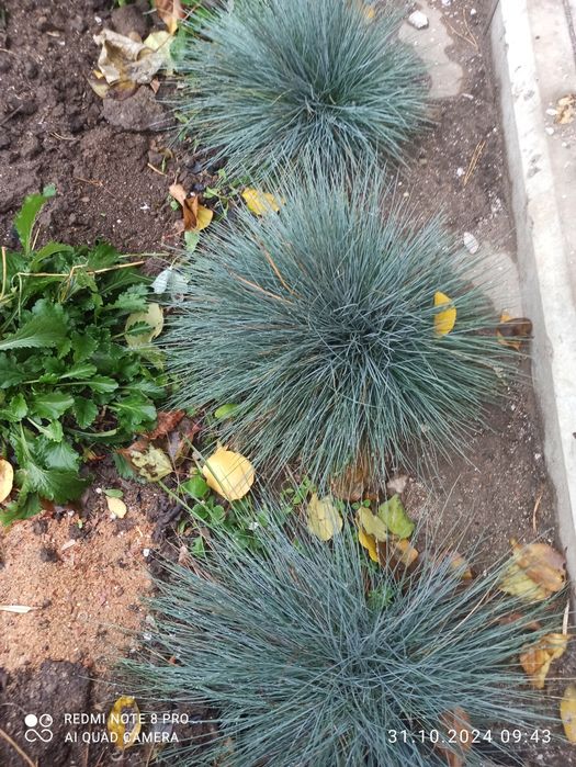 продам многолетние цветы.