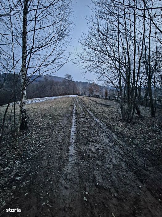 Teren 5000 mp extravilan Sinca Noua