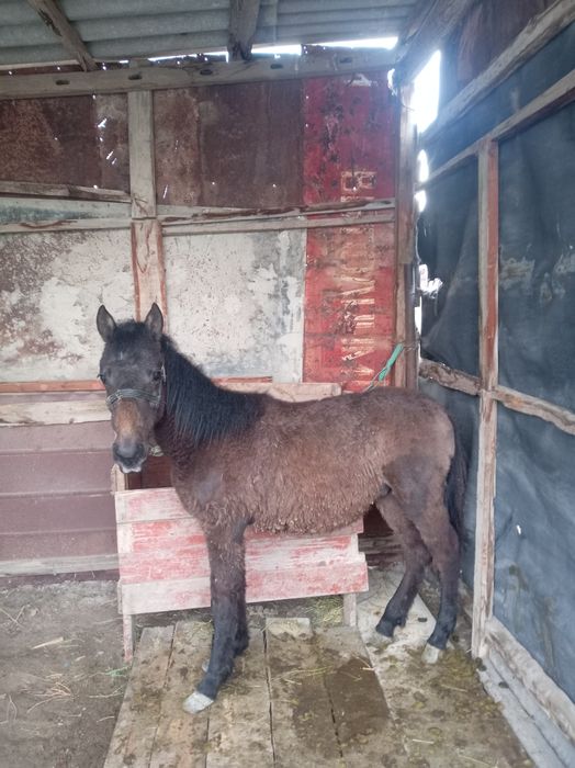 жылкы жабагы тай