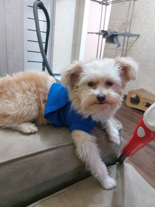 Вязка метис балонка мальтезе с шпицом