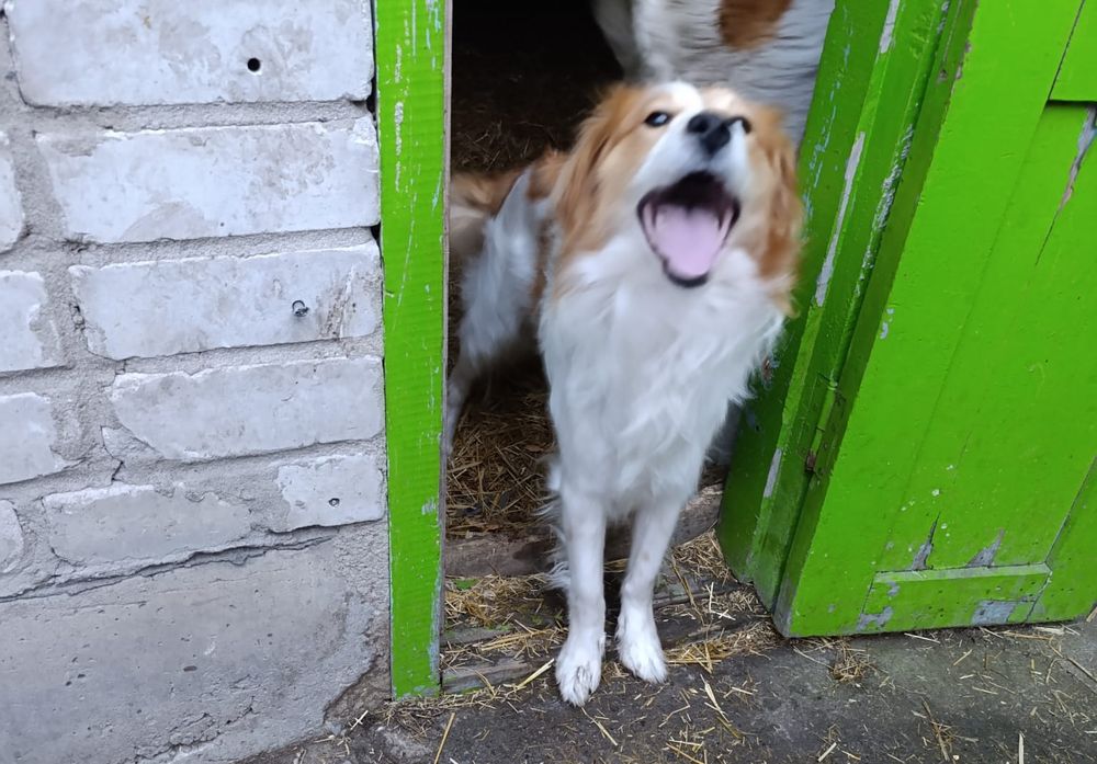 Отдам в добрые руки