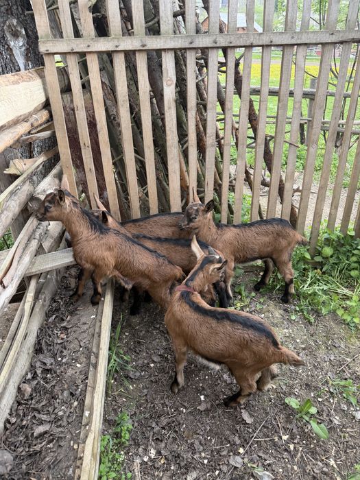Vand capre alpine franceze cu pedigree