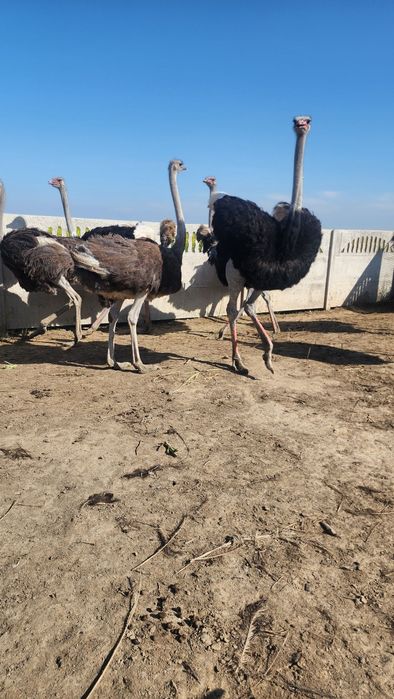 Tuyaqushlar sotiladi tuxumlaydi