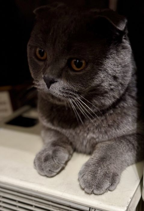 Scottish fold mushuk