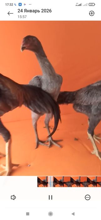 Дакан япон тухумлар бор