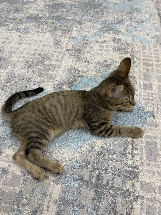 Отдам котенка в добрые руки