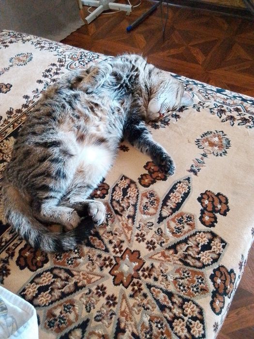 Отдам кошку в добрые руки