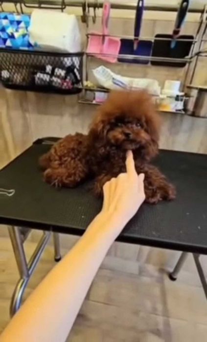 Femelă Poodle Toy / Pudel stil Asiatic - Pedigree FCI