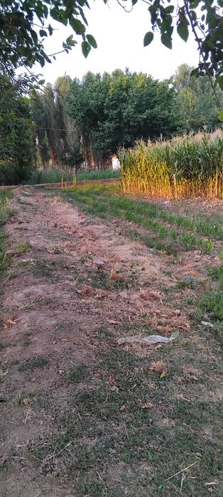 Tashmorydan otishiyz bn 500m  dan kein yol yuzida 8 sotix 4000$ sotigi