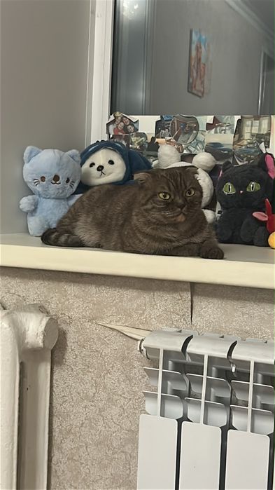 Отдам кошку в добрые руки