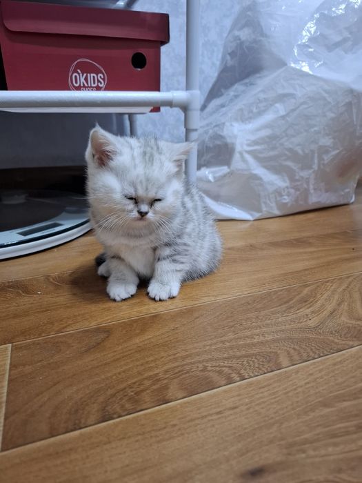 Шотландские котята