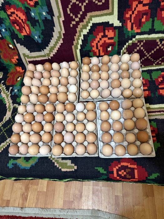 Vând ouă de găină de casă !