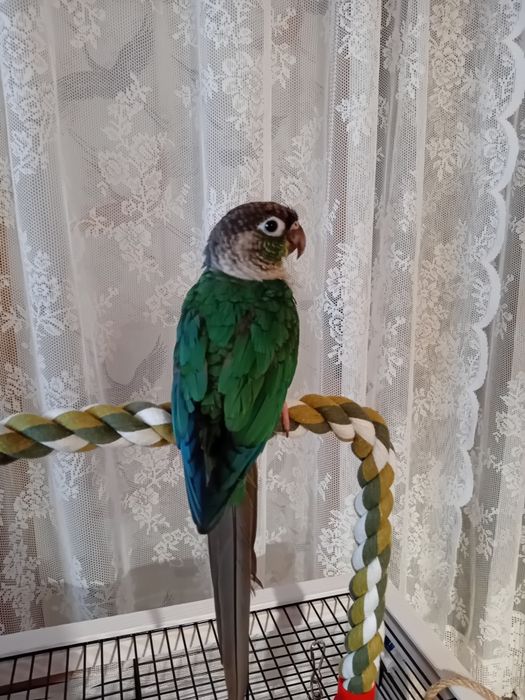 Две  пирури с клетка