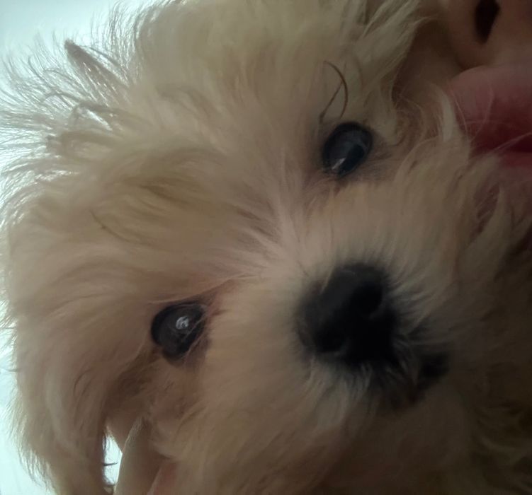 продам мальтипу ф1