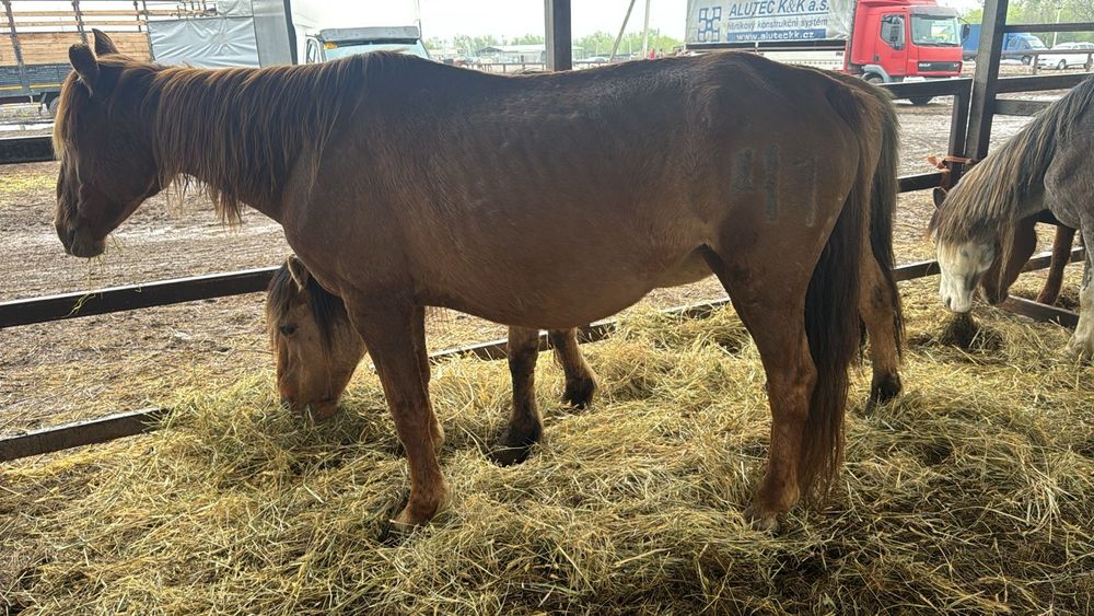 Туатын бие (жеребая кобыла)