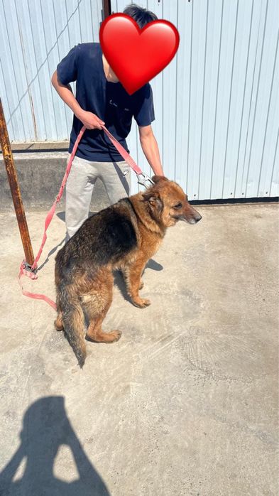 Немецкая овчарка (самка)