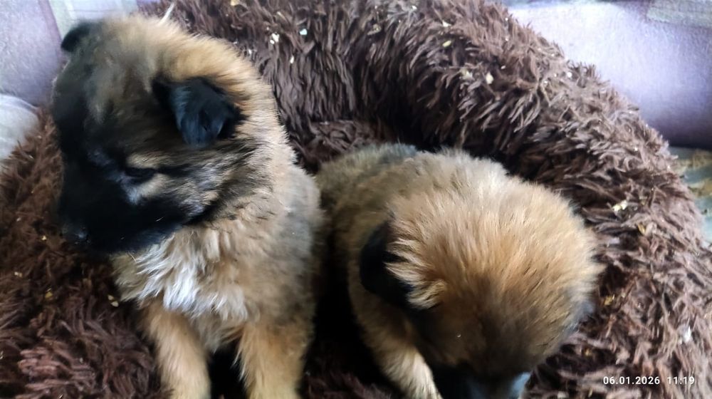 Две красотки в поисках дома