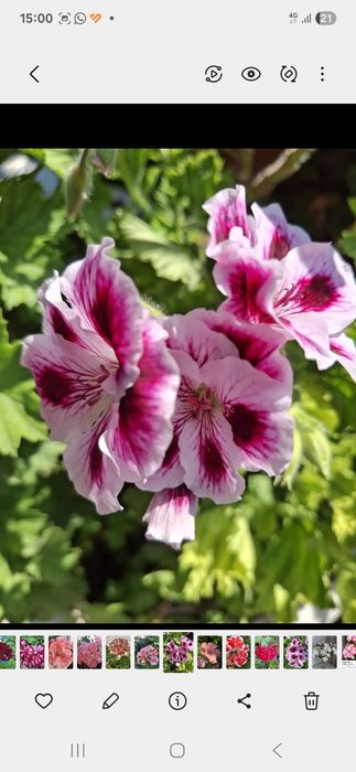 Продам разные пеларгонии