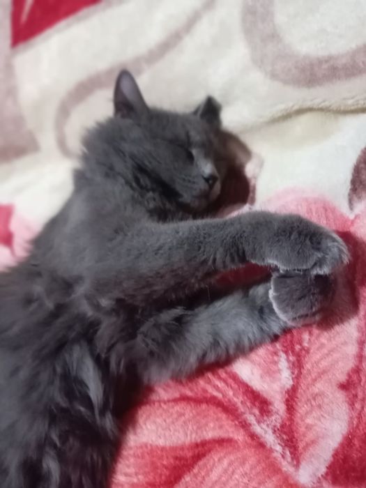 Mushuk sog'lom sotmohchimiz o'g'il bola