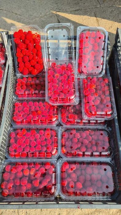 Ремонтатный Малина кочатлари сотувда