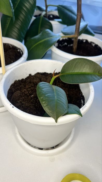 Фикусы продается