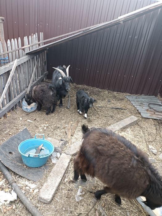 Продам коз с козлятами