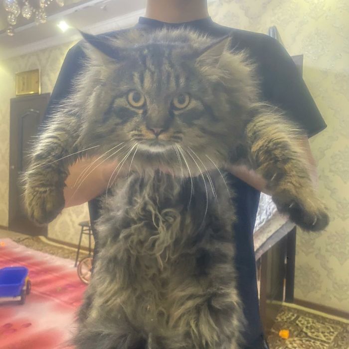 Чистокровный мейн кун