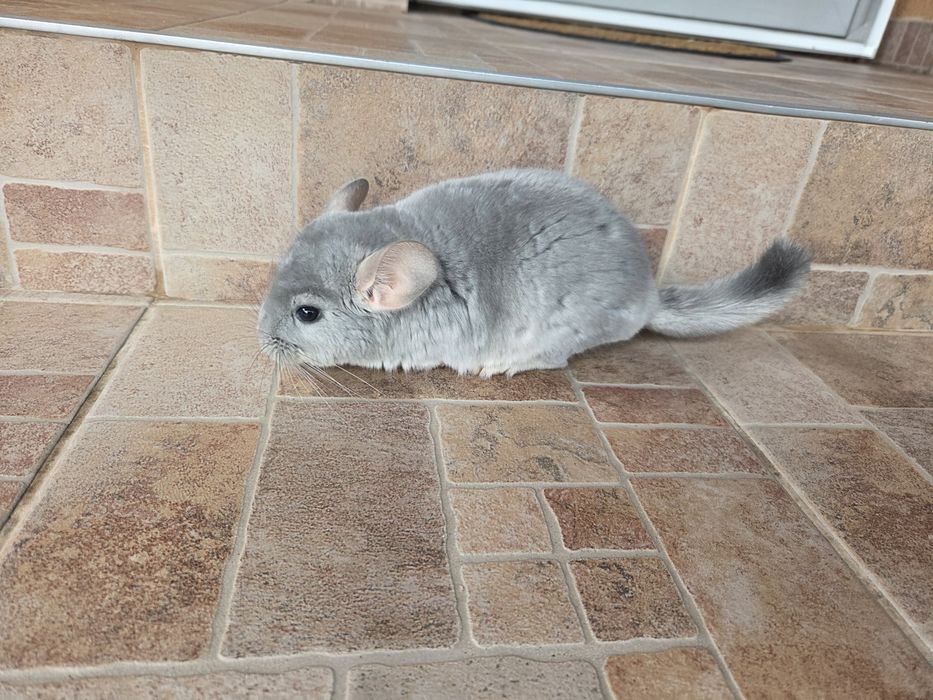 Vând puii de Chinchilla.